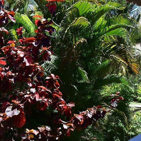 Jardin Sur Mer Terre-De-Haut Extérieur photo